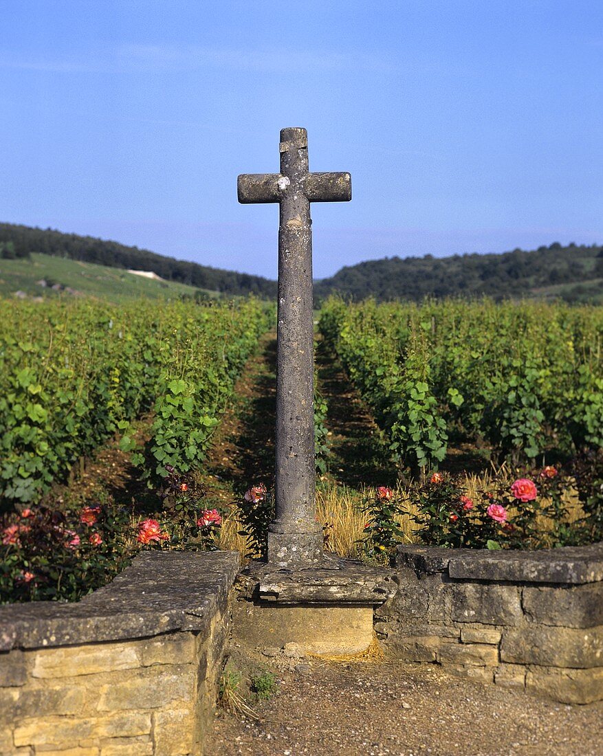 Der Weinberg 'La Tache', Vosne-Romanee, Burgund, Frankreich