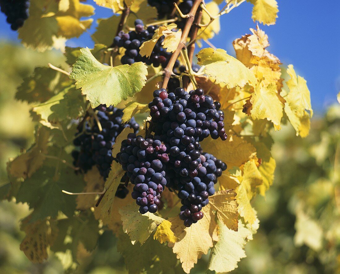 Spätburgunder grapes (also known as Pinot Noir)