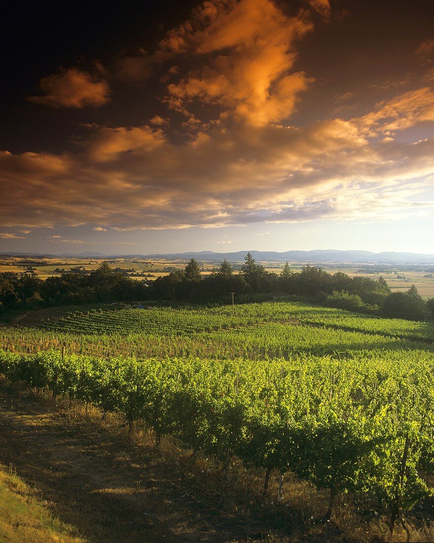 Weinberg der Elk Cove Vineyards, Newberg, Oregon, USA