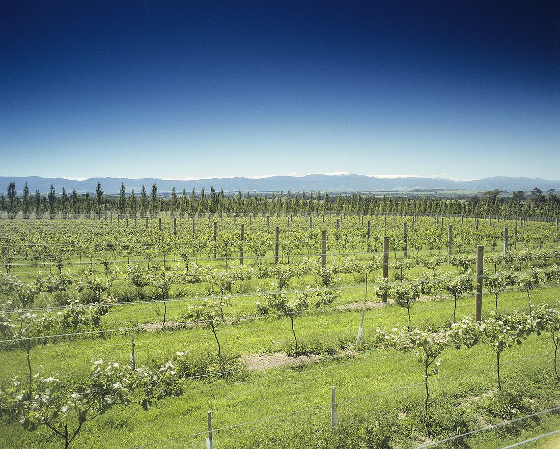 Blue Rock Vineyard, Martinborough, Neuseeland