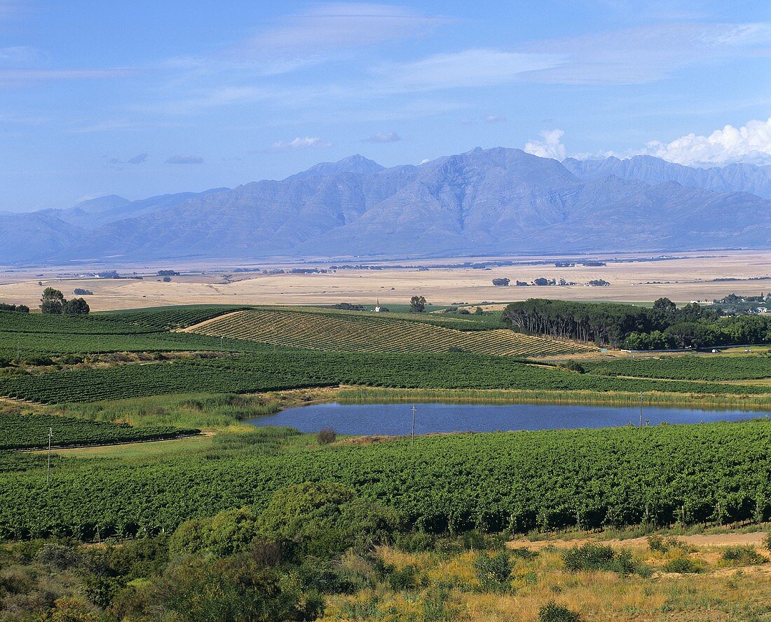 Weingebiet in Swartland nahe an Riebeek West, Südafrika