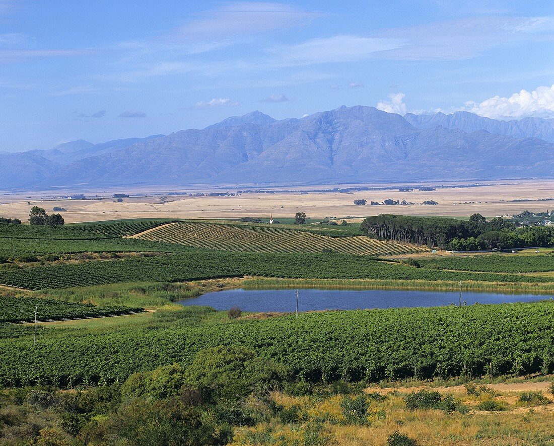 Wine region in Swartland near Riebeek West, S. Africa