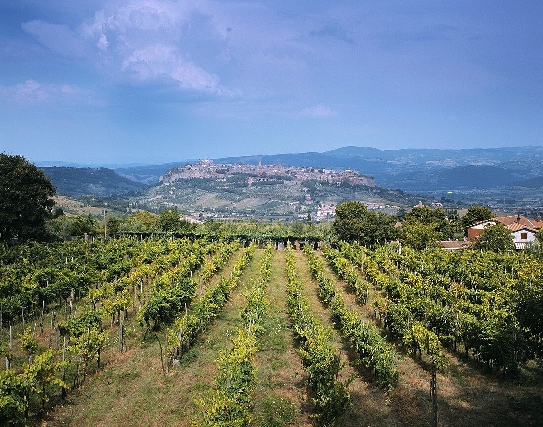 Weinanbau bei Orvieto in Umbrien, Italien