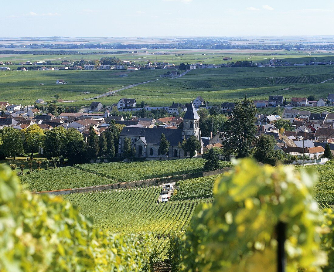 Oger, wine village in Côte des Blancs, Champagne, France