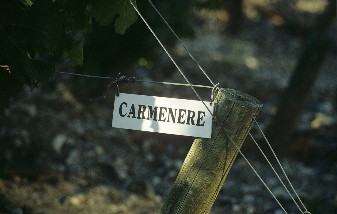 Carmenere - Schild weist auf die rote Rebsorte hin