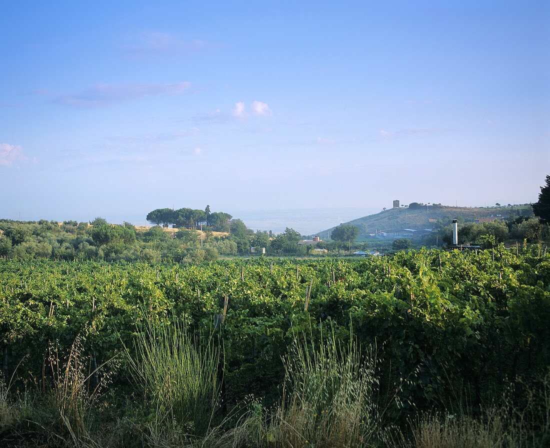 Weinberge in Latium, Italien