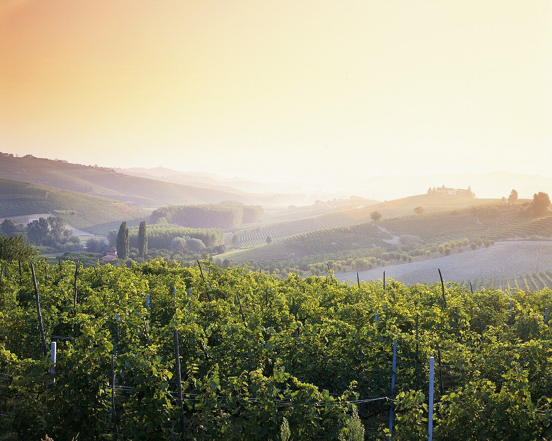 Weinberge im Piemont, Italien