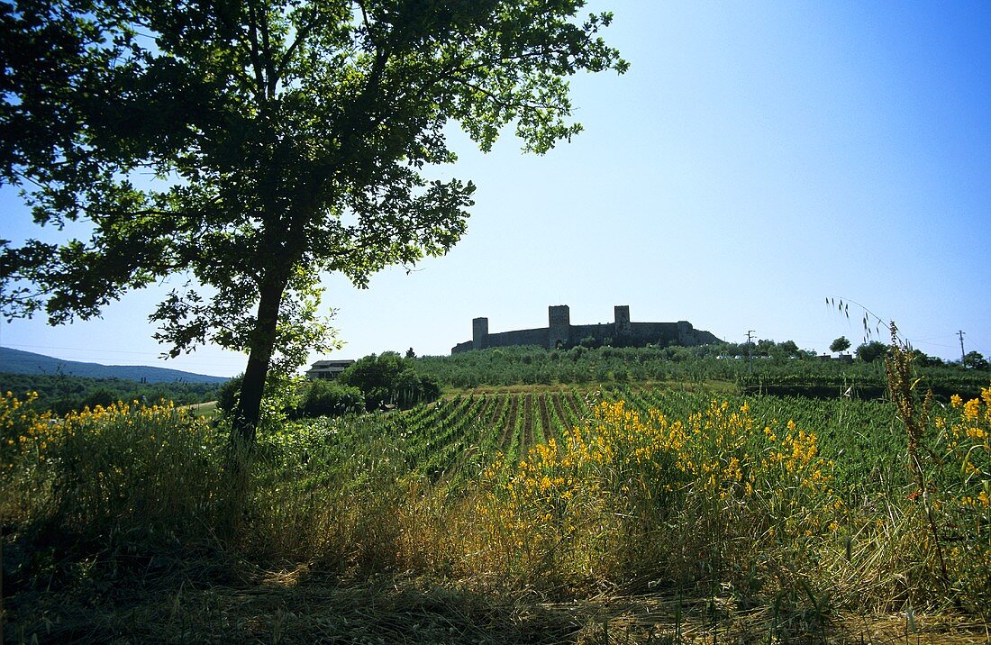 Monteriggioni, wine town in Tuscany, Italy