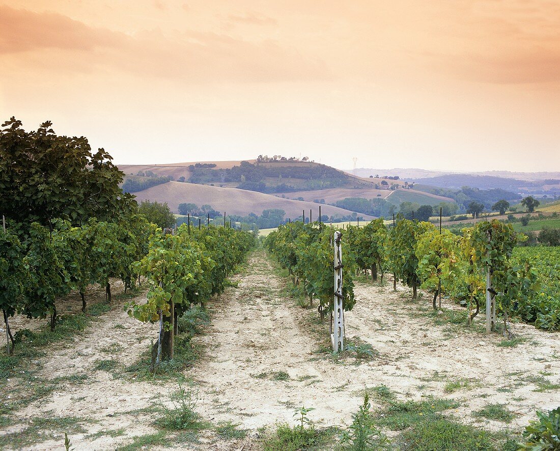 Rebzeilen in der Region Marken (Marche), Italien