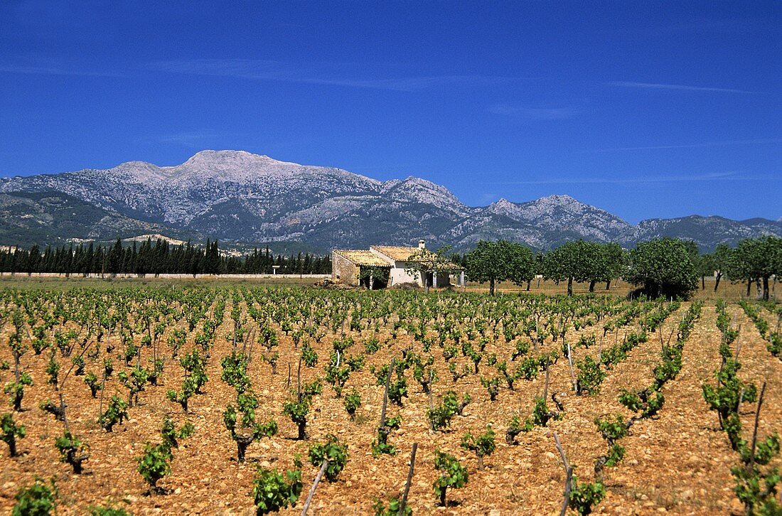 Weinberge bei Santa Eugenia auf Mallorca