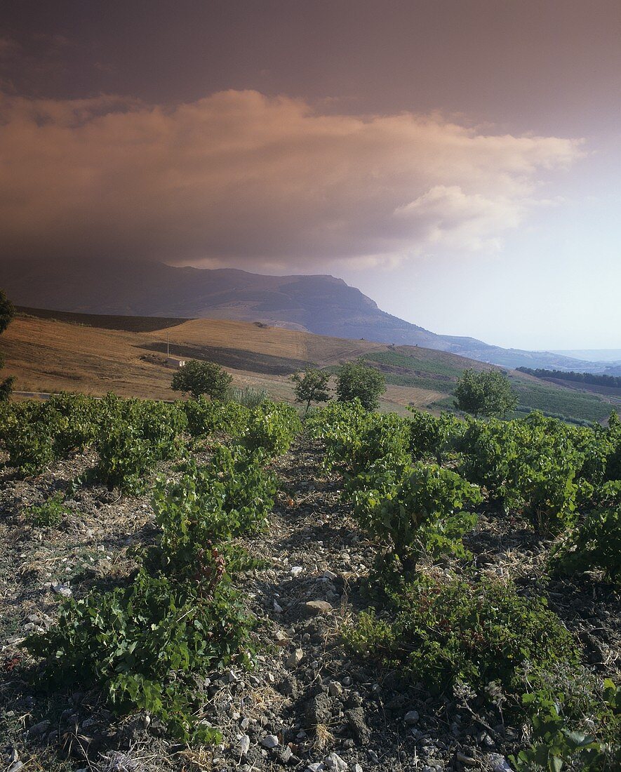 Weinberge auf Sizilien, Italien