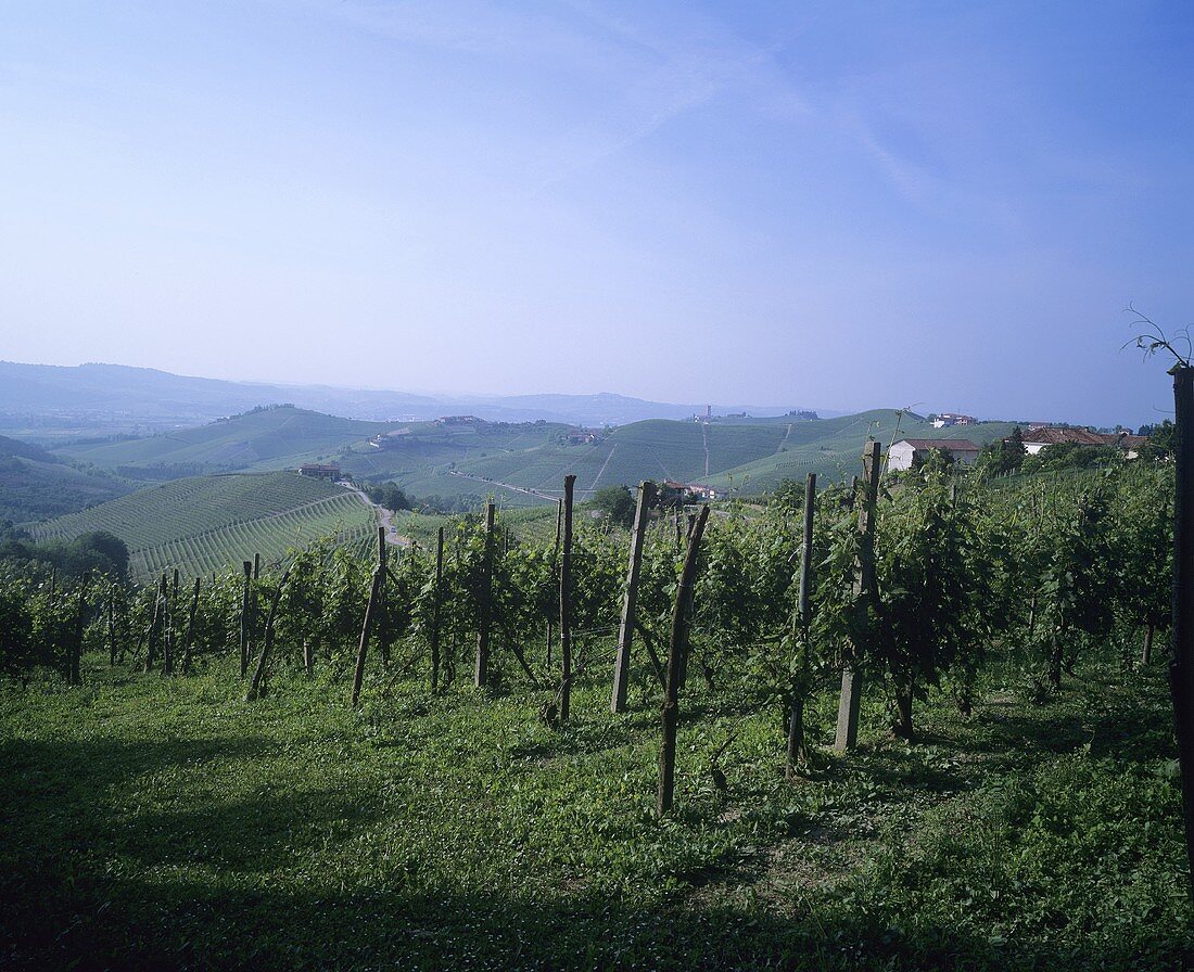 Weinlandschaft in Piemont, Italien