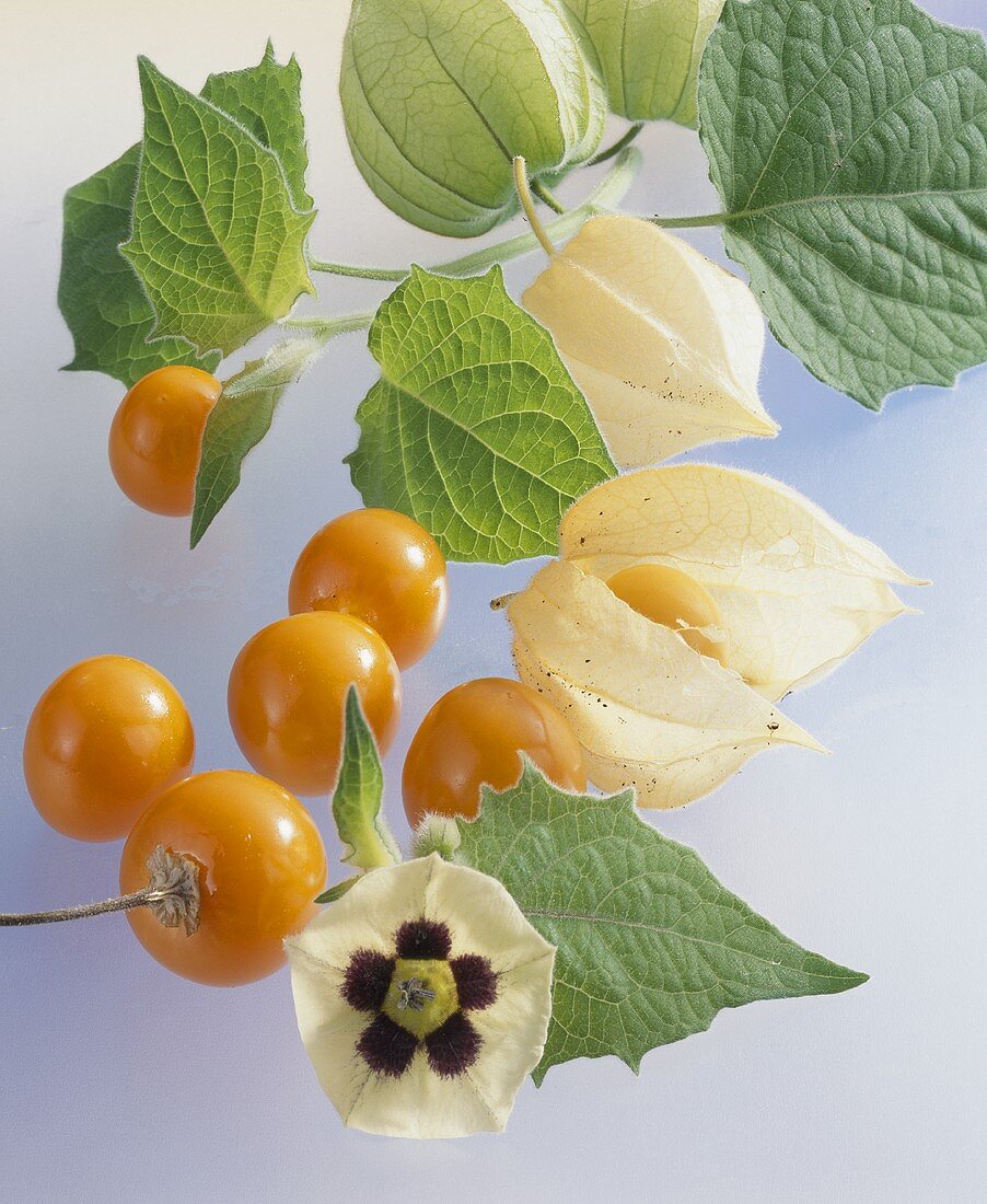 Cape gooseberries (Physalis peruviana) with leaves & flower