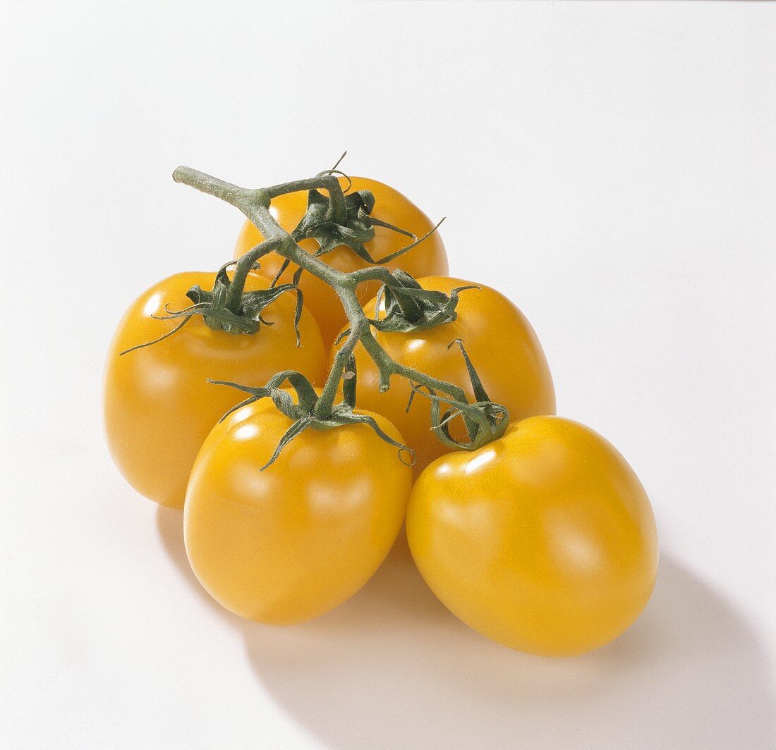 Yellow tomatoes (Lycopersicon esculentum)
