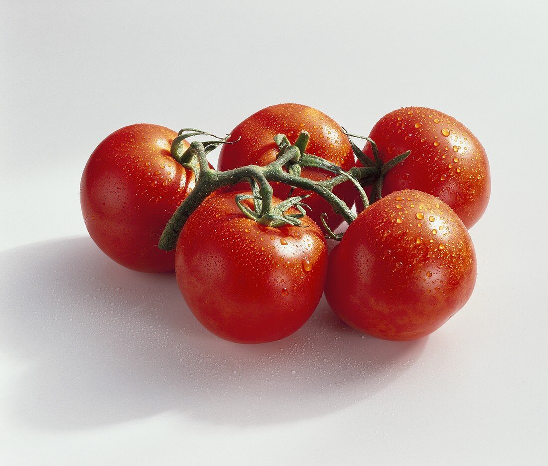 Tomatoes, variety ‘Starfighter’, with drops of water