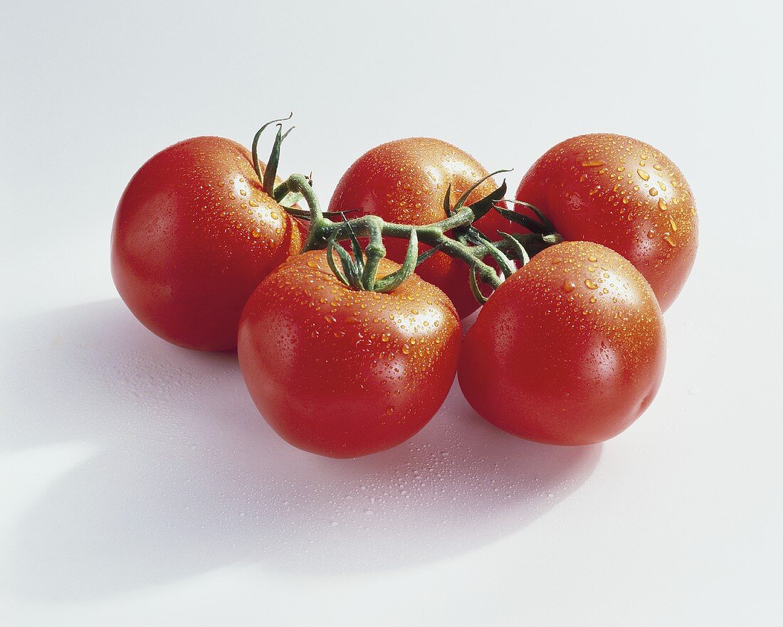 Tomaten (Lycopersicon esculentum), Sorte Tradiro