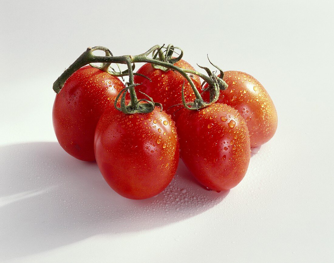 Tomaten (Lycopersicon esculentum), Sorte Celine
