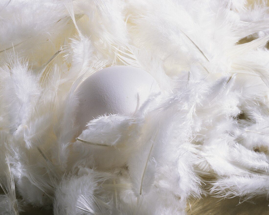 White egg among white feathers