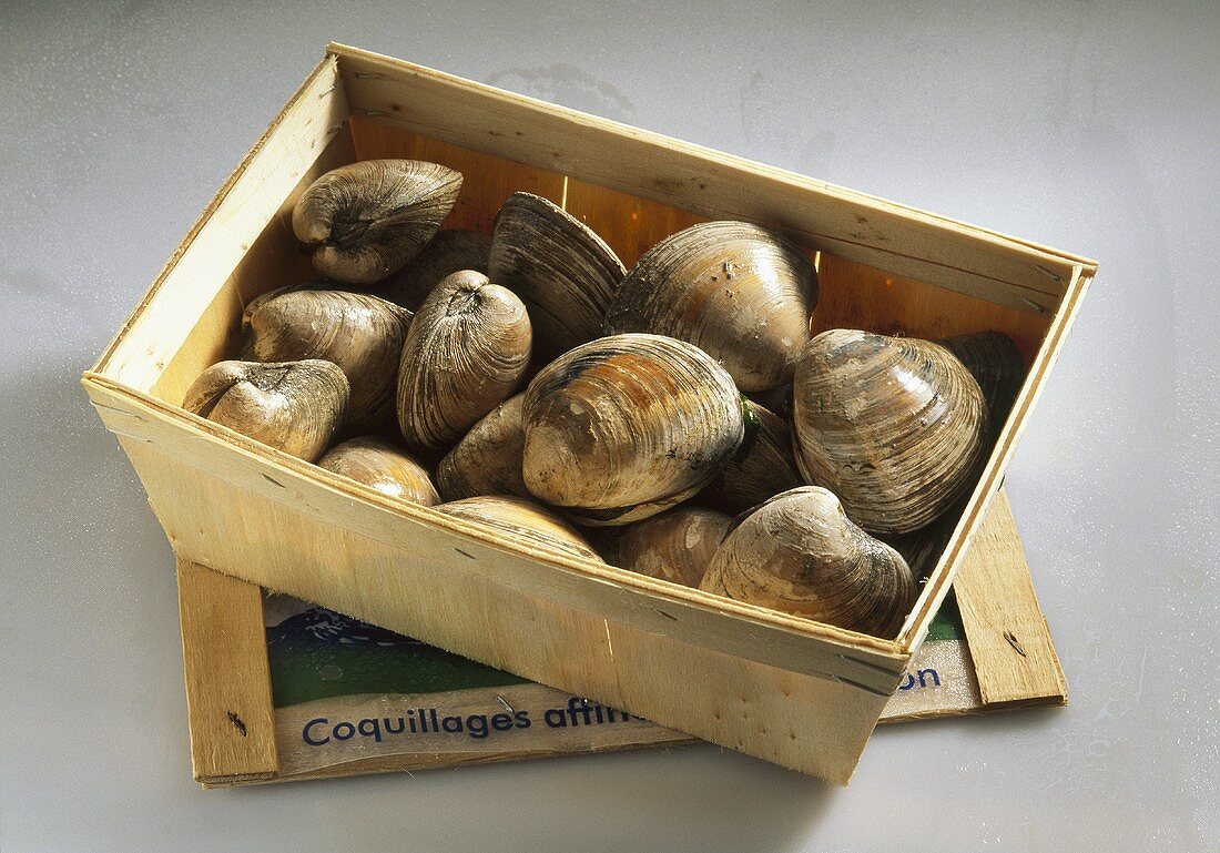 Quahog clams (America) in wooden crate