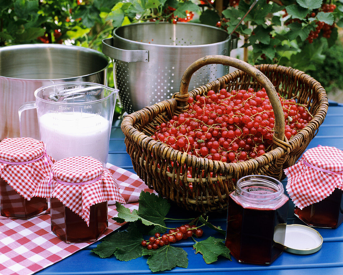 Jelly made from fresh redcurrants & preserving sugar