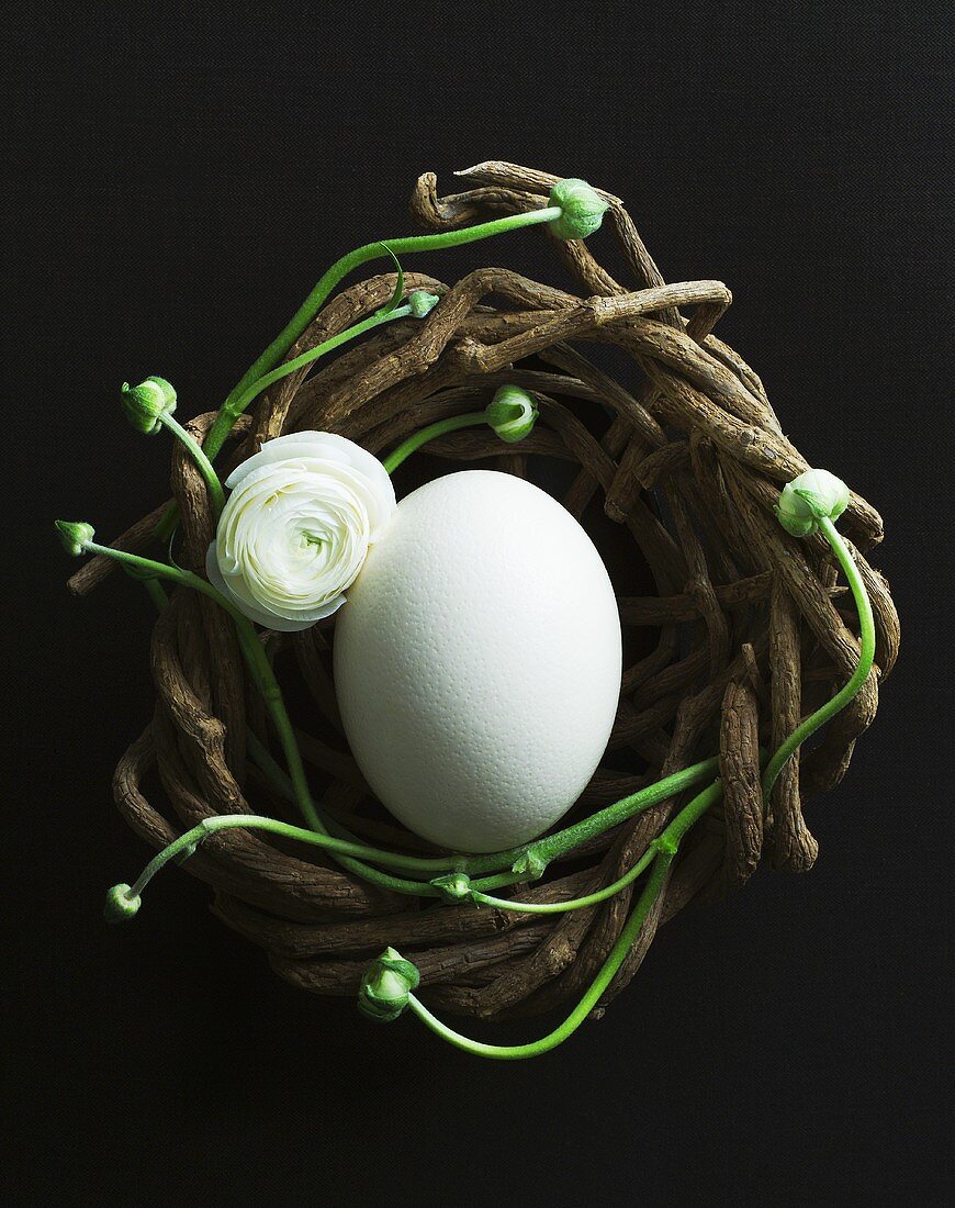 An ostrich egg in an Easter nest of twigs and ranunculus