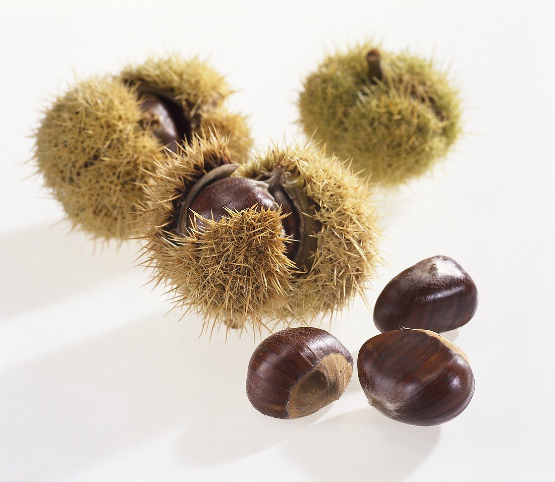 Sweet chestnuts (Castanea sativa) from Lana, S. Tyrol