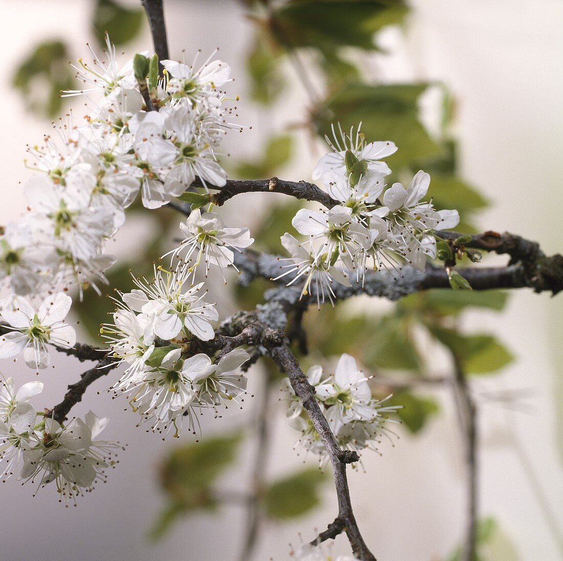 Sloe blossom (Prunus spinosa)