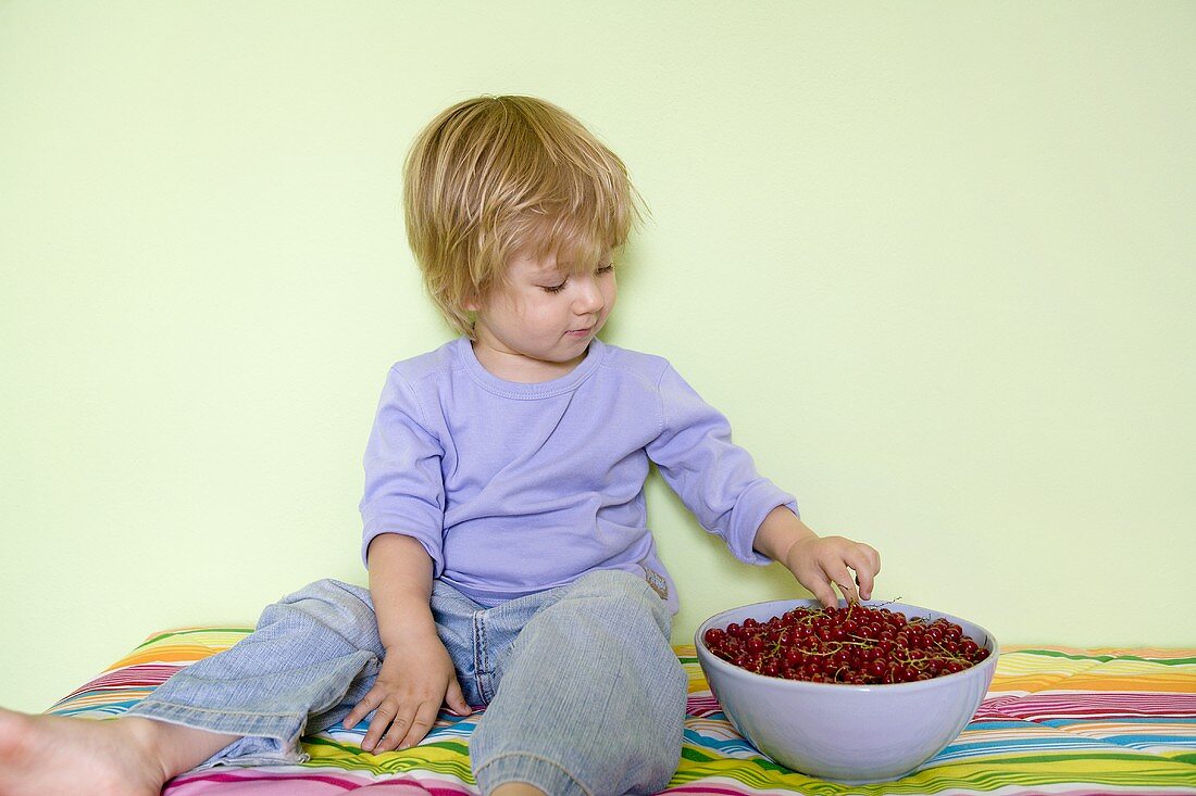 Small boy eating redcurrants out of a bowl