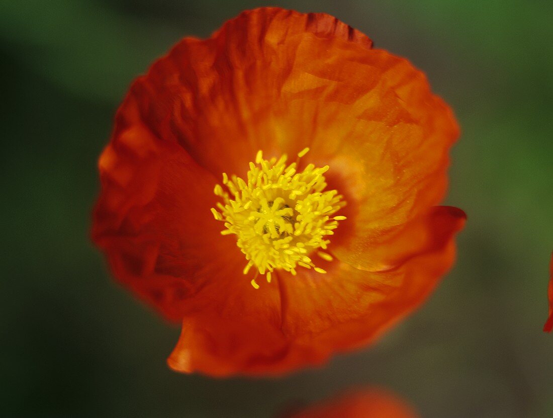 A poppy