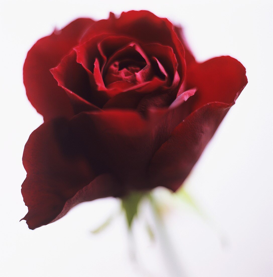 A red rose