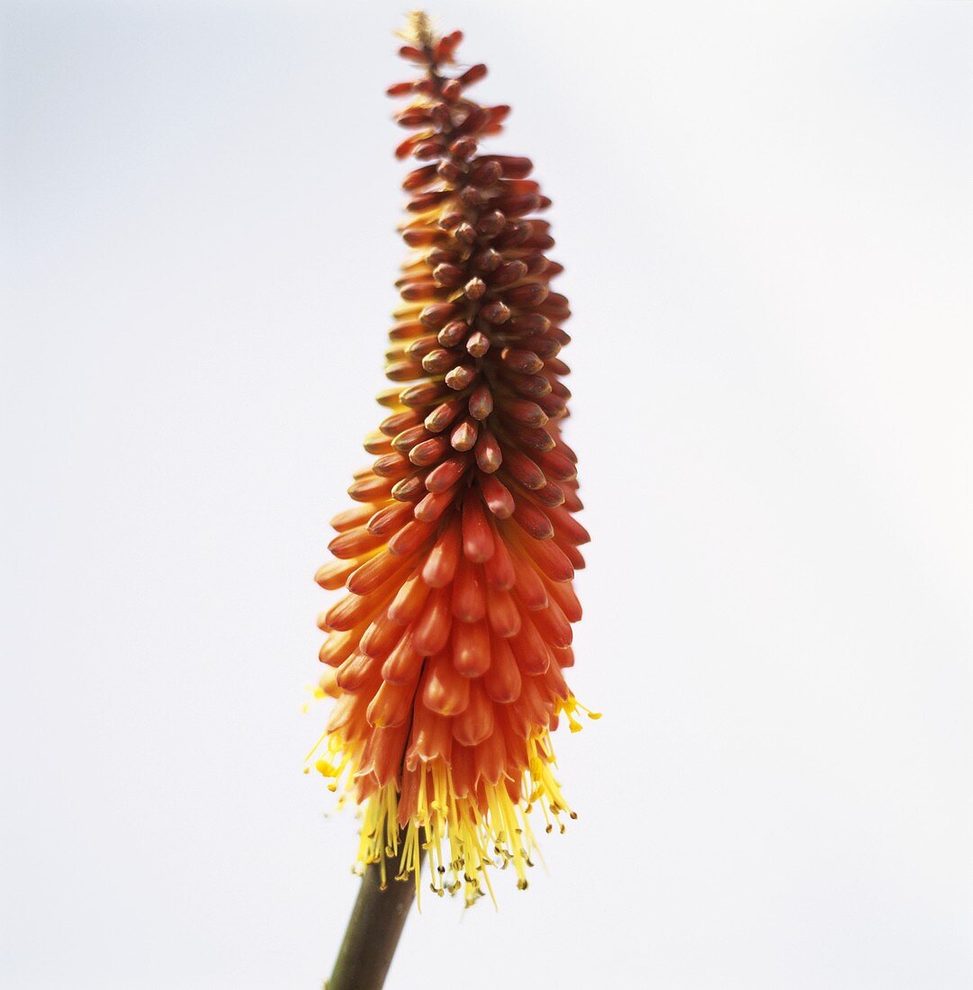 Red hot poker (Kniphofia uvaria)