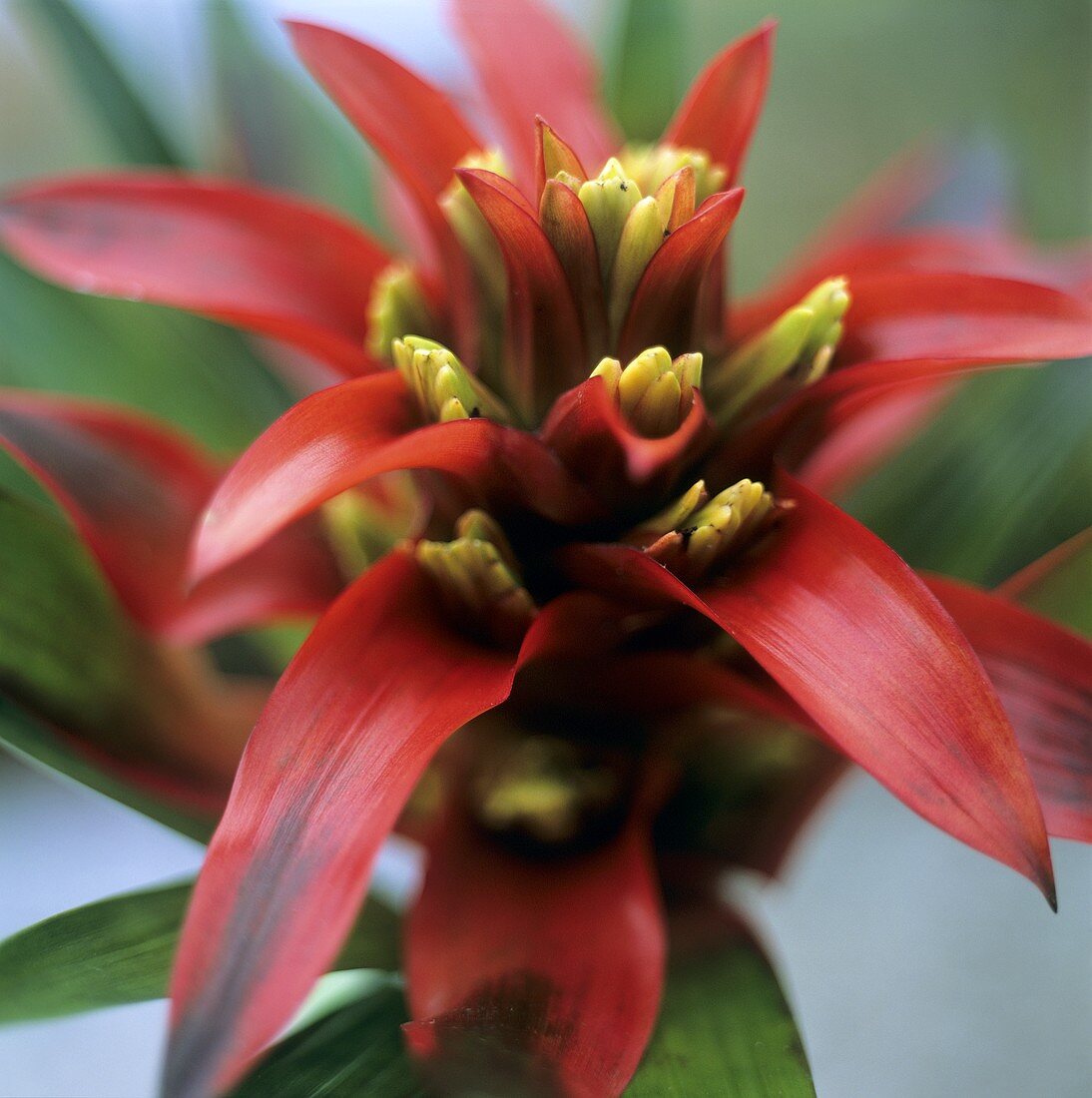 Eine Guzmania der Sorte 'Grand Prix'