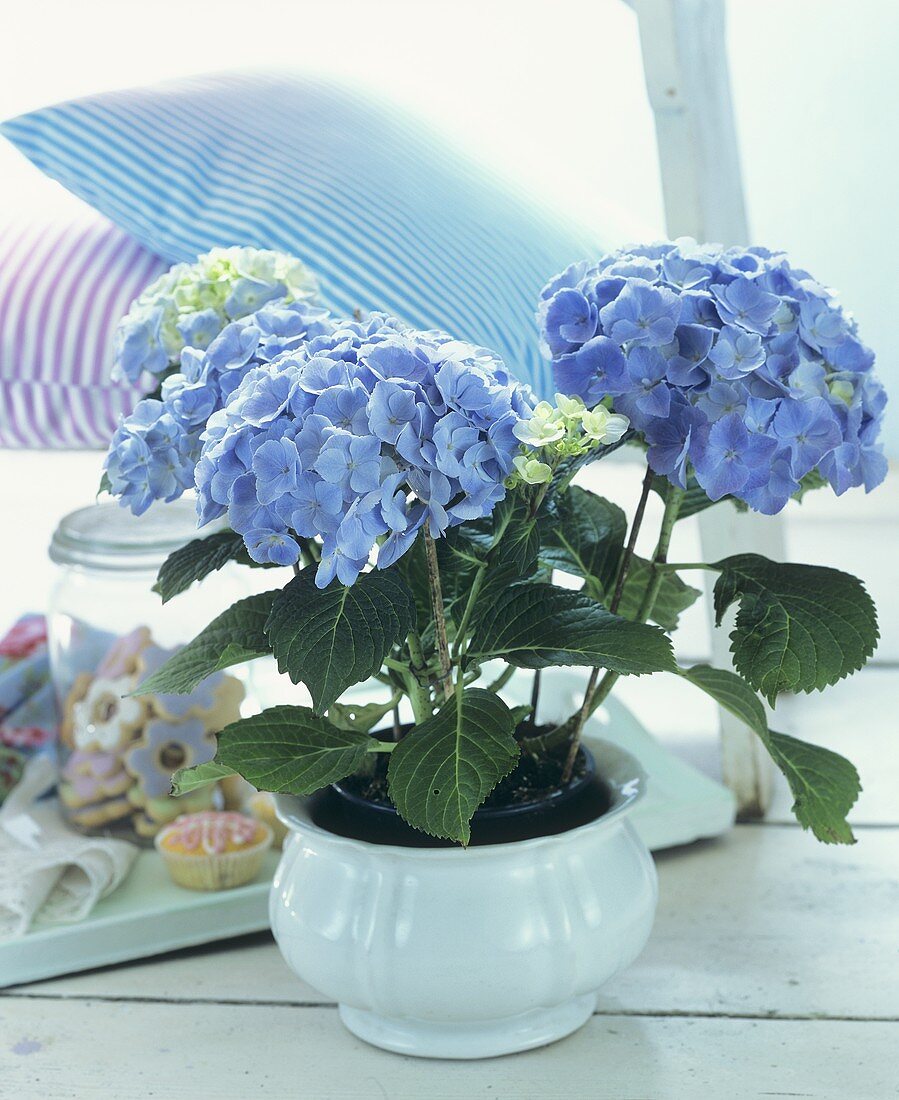 Blue hydrangeas in a white flowerpot