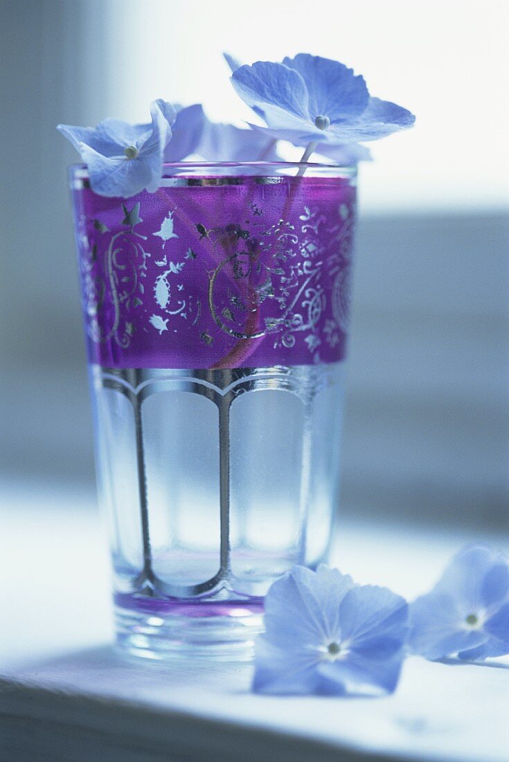 Garden hydrangeas in and in front of a glass