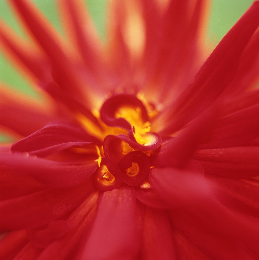 A red flower