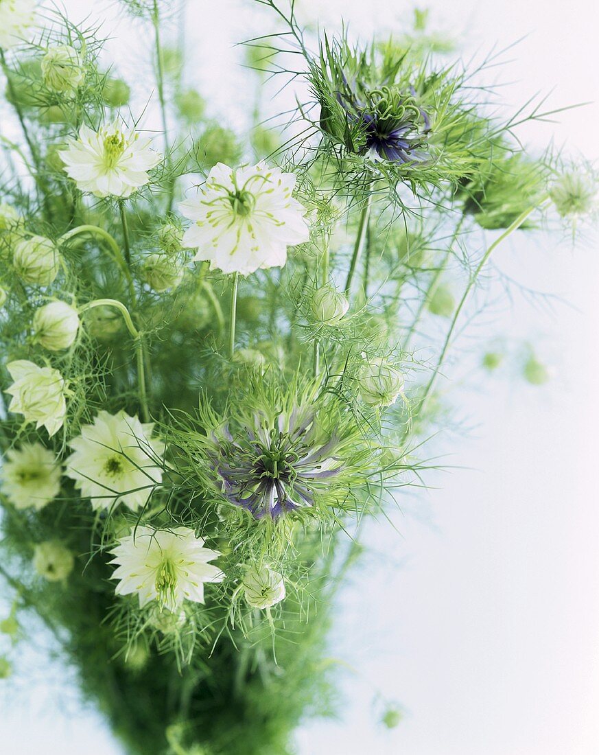 Ein Strauss weisser und violetter Blüten