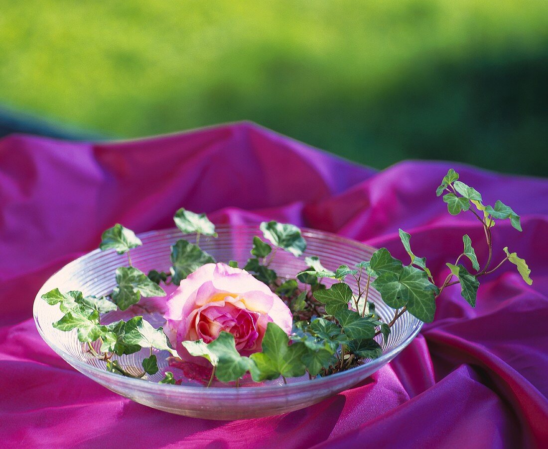 Einzelne Roseblüte von einer Efeuranke umschlungen