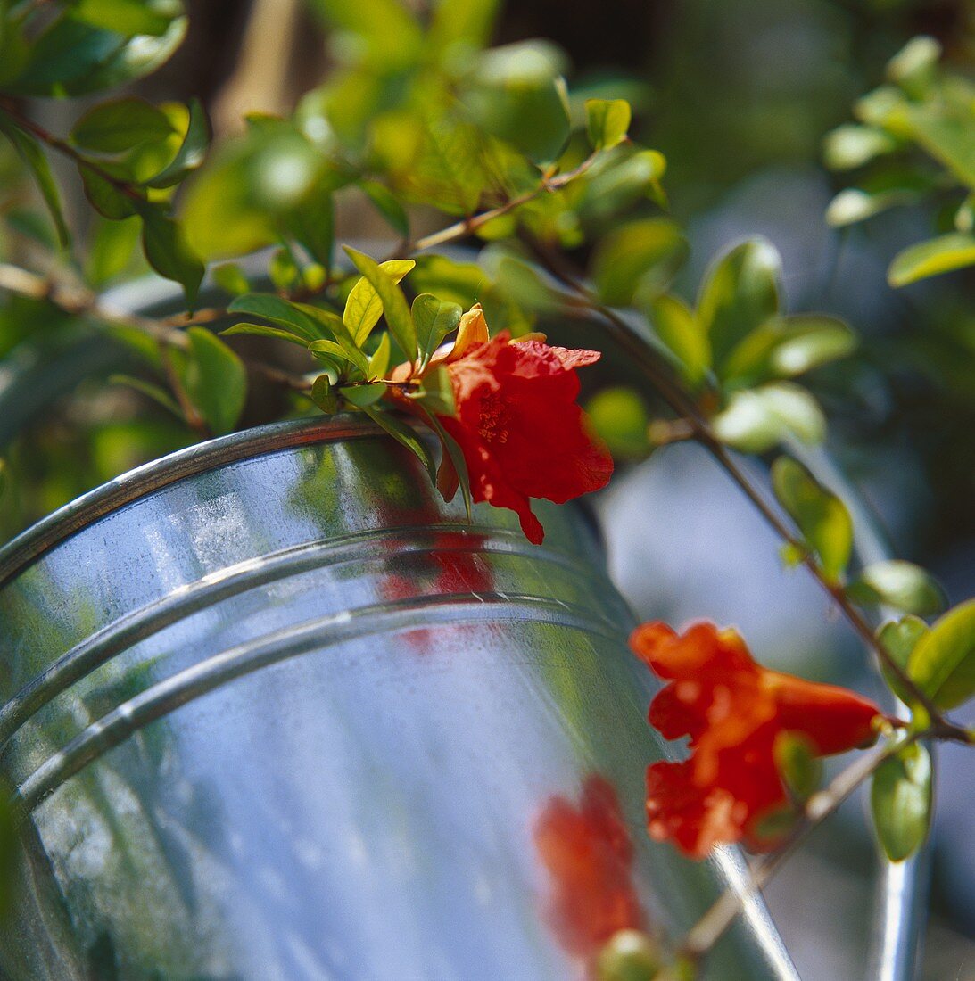 Flowering sprig of ornamental pomegranate tree in watering can