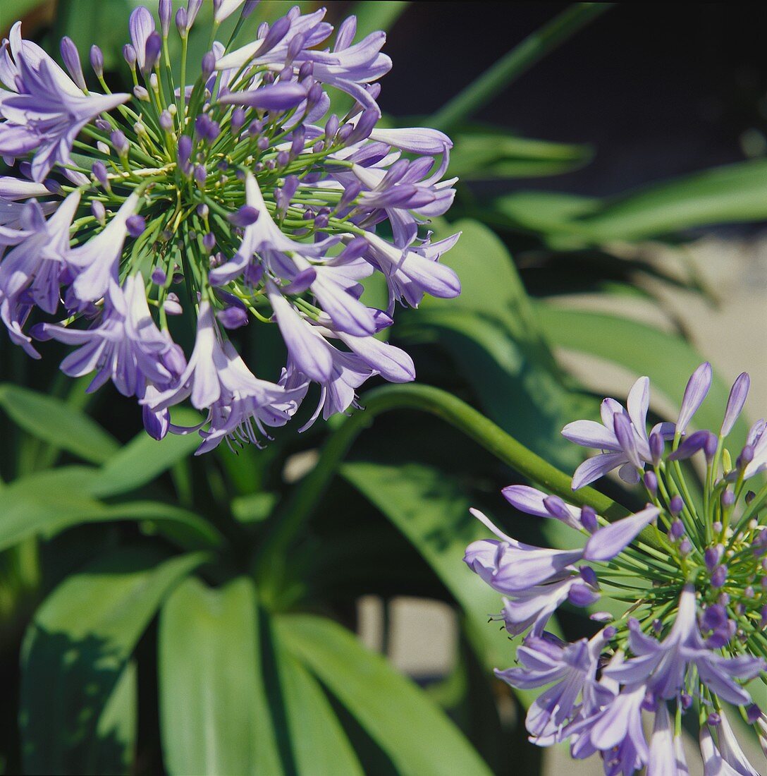 Schmucklilienblüten (lat. Agapanthus praecox)