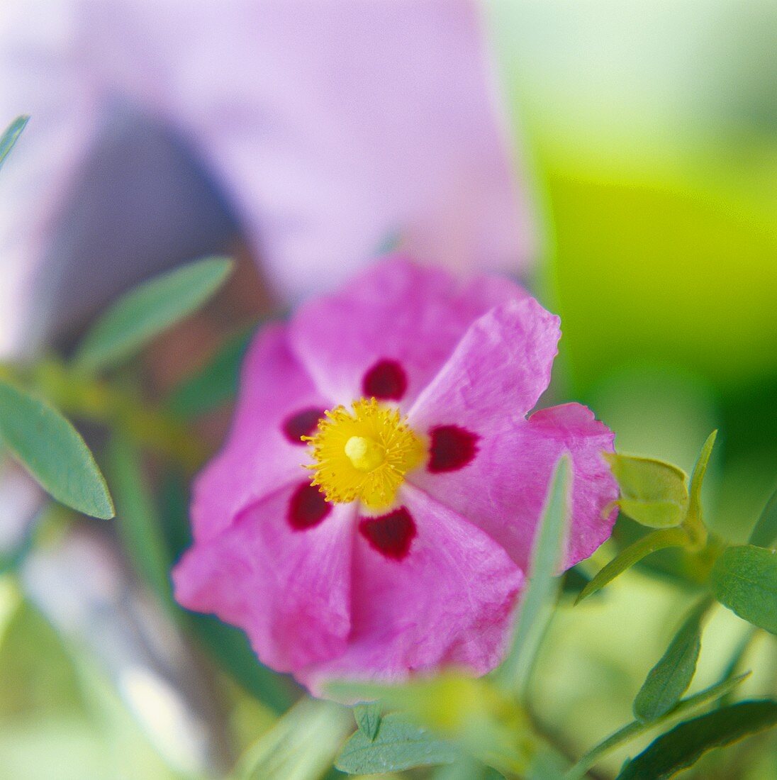 Zistrosenblüte