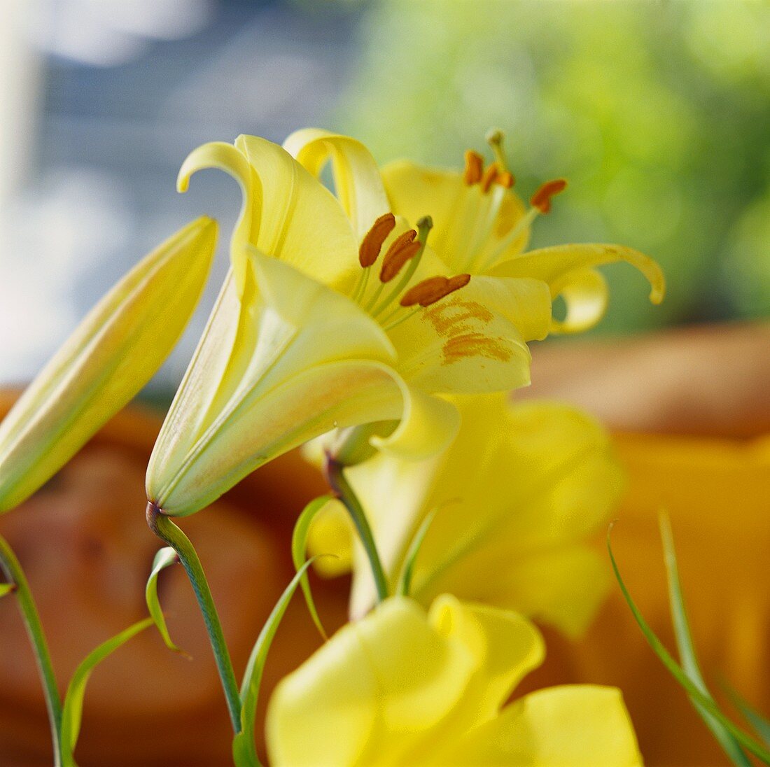 Gelbe Lilienblüten in der Nahaufnahme