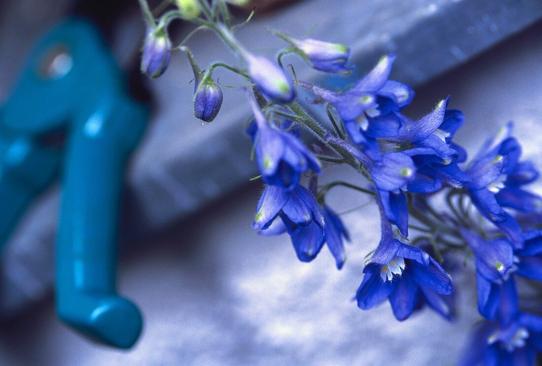 Pale-blue delphinium