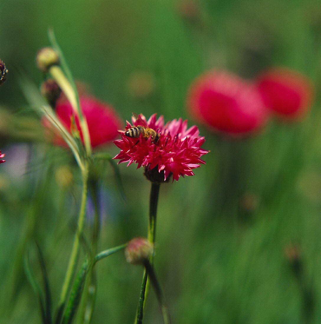 Red cornflowers (Centaurea cyanus) with bee