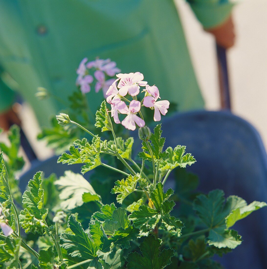 Scented pelargonium, a beautiful container plant