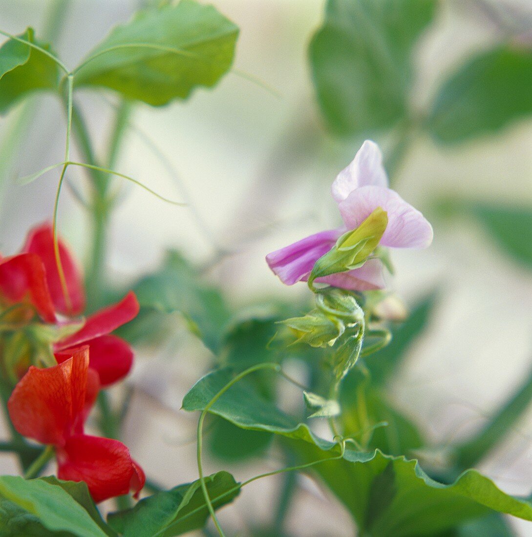 Kletternde Duftwicke (lat. Lathyrus odoratus)