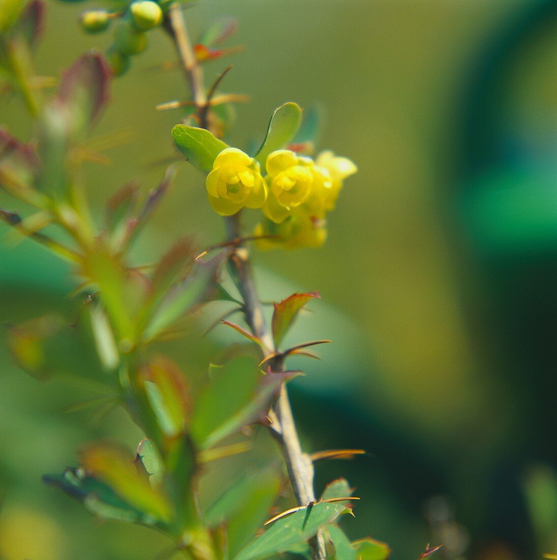 Berberitzenzweig mit gelben Blüten