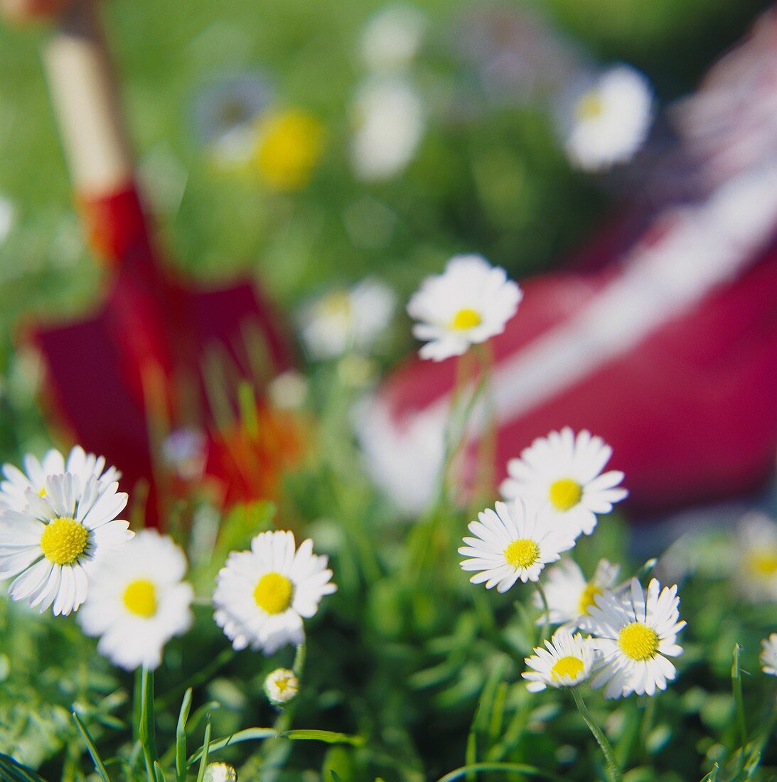 Gänseblümchen in der Wiese mit Schaufel im Hintergrund