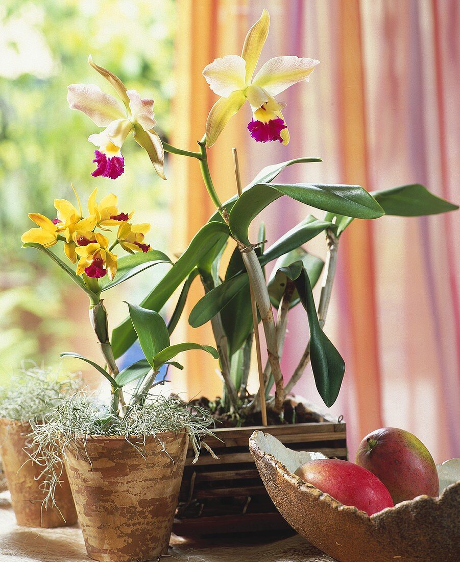 Orchideen im Fenster: Encyclia mit Louisisanamoos & Cattleya