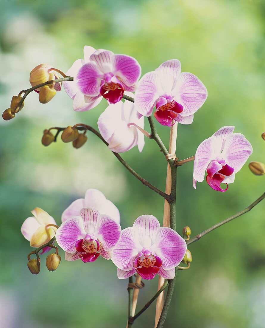 Two-coloured Phalenopsis flowers 