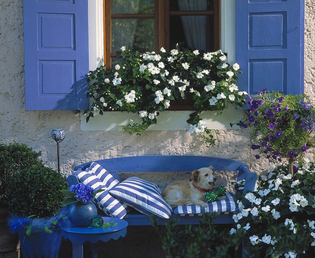 Bench with dog, surrounded by white Impatiens & blue Solanum